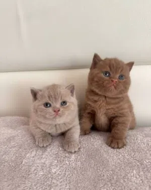Munchkin kittens