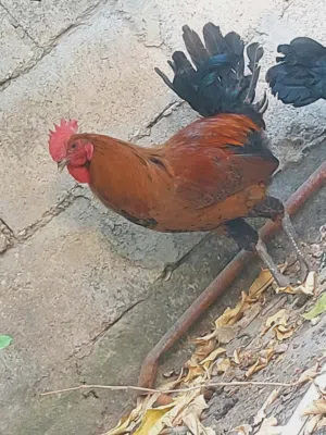 موجود ديكين صحه ونضافه سعر 6