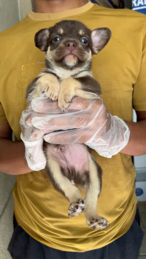 Cute small bred puppy s