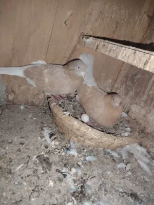 زوحين لوت وتك فحل ستلايت