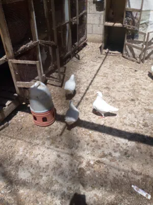 اجواز حمام كنك جامبو للبيع التسليم بالسلط
