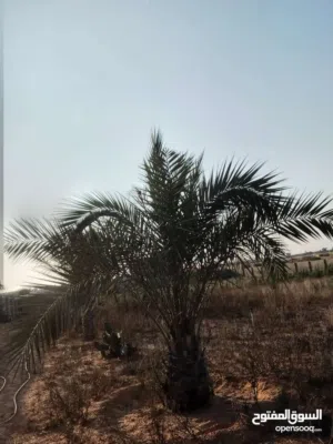 ارض فالنجيلة  للبيع مساحة هكتار الا ربع بسعر مليح