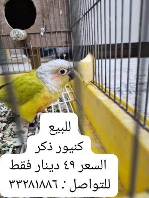 للبيع كنيور ذكر