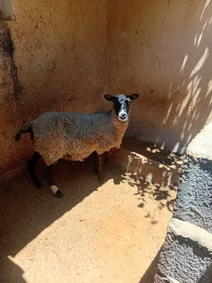 ‏غنم‏3