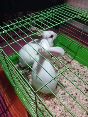 Rabbits0