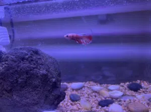 بكج متكامل: سمكة فايتر وحوض أكريليك فاخر مع إضاءة ذكية