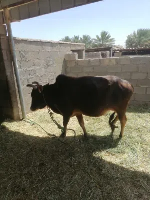 ثور للبيع محلي