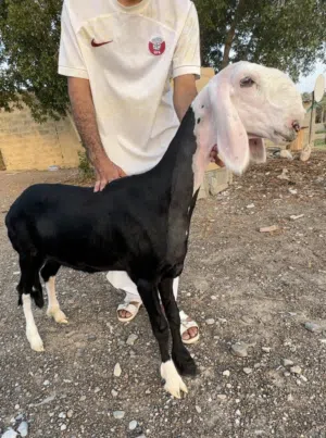 حملة نجدية بيور فاخره معرفه أصل فلقة تؤوم اللهم بارك وحمله مووواصفات