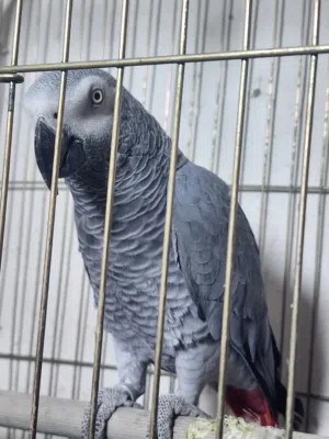 بيع وتبديل جميع انواع الببغاء المتكلم.كاسكو بلوفرنت مكاو.يلوناب يلوكراون