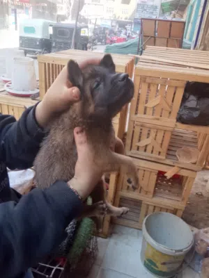 جراوي مالينو  شاربوني بيور