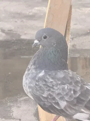 زوج مطاريد