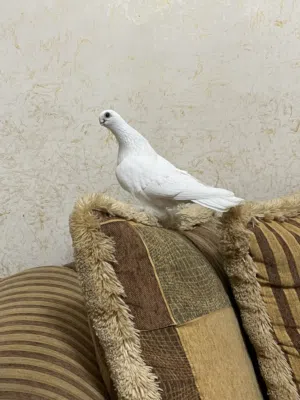 فحلين سنافر للبيع