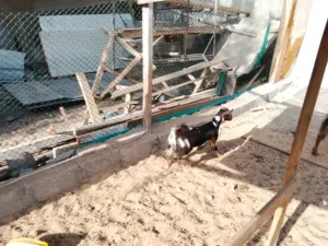 Goats with baby sale Sharjah Zubair