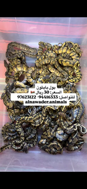 الموقع مسقط