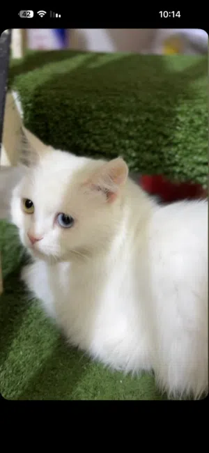 قطه شيرازي للبيع