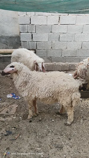 ‏غنم‏0
