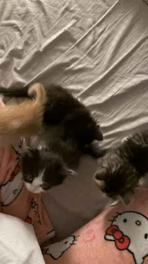 kittens for sale