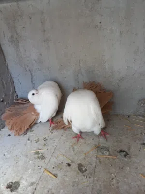 حمام هزاز  للبيع