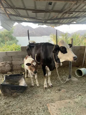 بقره ضفاريه