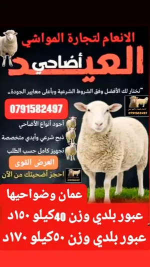 أضاحي وعقايق ونذور