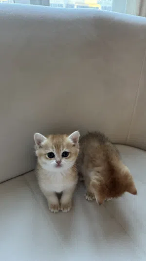 british shorthair, بريتش شورت هير
