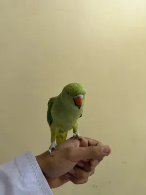 بغبغاء دره أليف مع الستاند