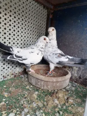 للبيع اربع جواز شغالين