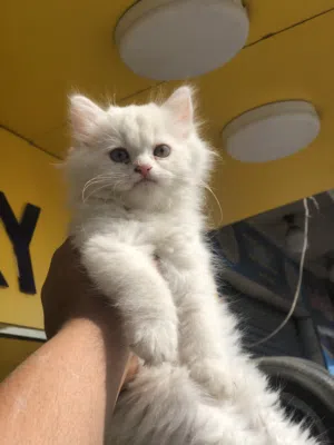 قطه شيرازي جميله جدا