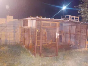 براكة حيوانات