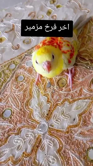 ‏ببغاء‏3