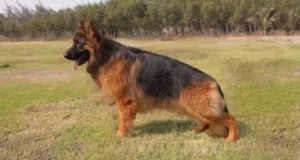 جراء جيرمن شيبرد مستوى عالمي مع شهادة نسب FCI