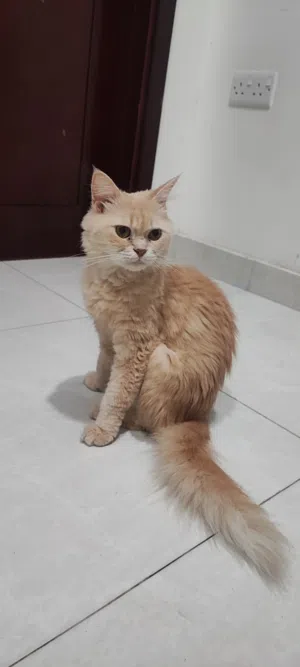 قطه لتبنى وليس للبيع