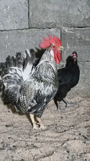 ديج ودجاجه للبيع مكلف بنشر اقره لوصف قبل ماتراسل