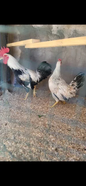 سلام عليكم ديج ودجاجه دنراوي اقره الوصف
