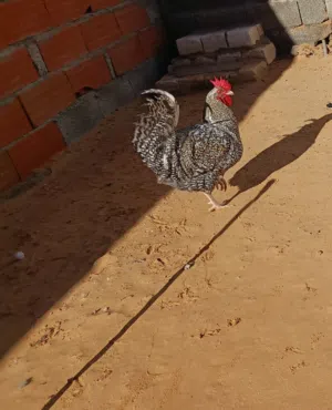 زوز فراريج بلايموث روك