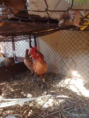 للبيع ديك ودجاجه ديك صغير ويلقح زين وموره طيبه ودجاجه ايضن تبيض