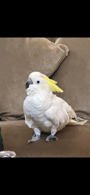 Sulfur-crested Cockatoo
