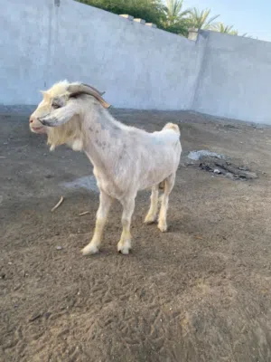 تيس رحبي للبيع 120