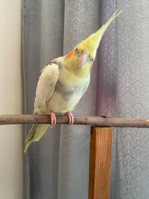 Friendly Male cockatiel