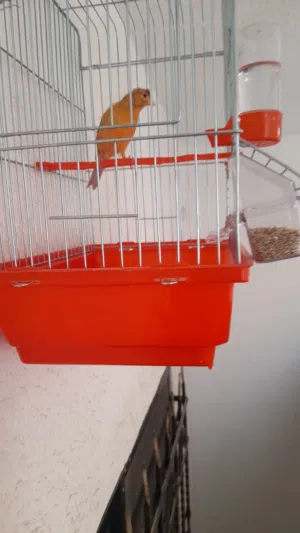 كناري نار شغل جيزه