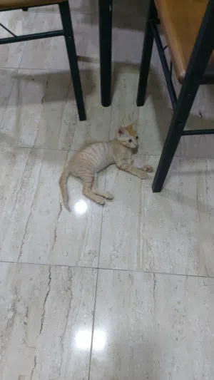 cat with food