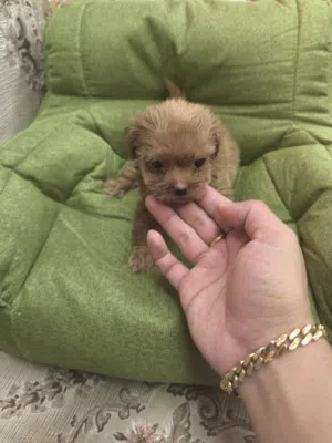 Shihtzu x toy poodle (Shipoo)