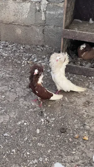 حمام نمساوي ، ساينت ، جاكوبين