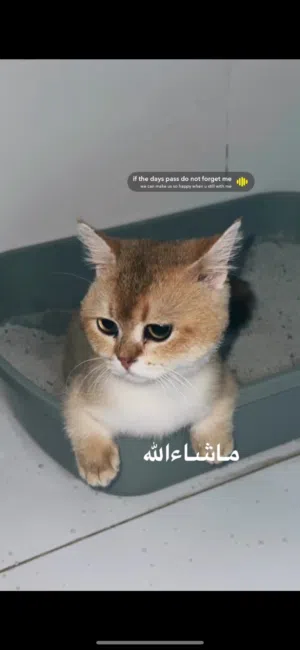 قط سكوتش منشكن