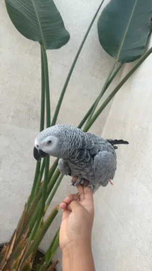 African grey  Congo male age 2 years old playful