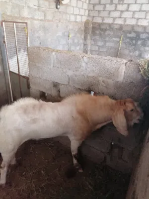 تيس باكستاني للبيع