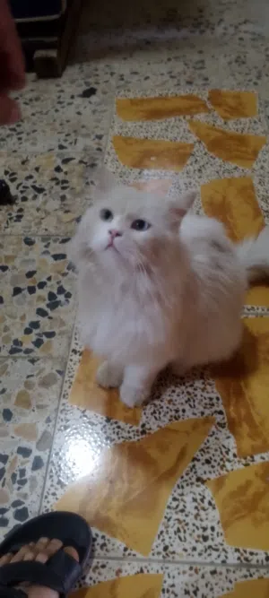 حيانيه دور الشرطه شارع تلاثين