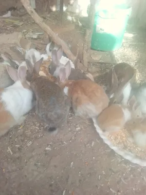 ‏أرانب‏1