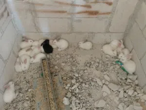 18 ارنب للبيع