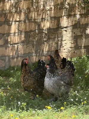 دحي براهما للبيع